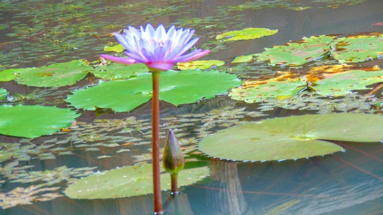 Sigiriya Water Cottage Bagian luar foto